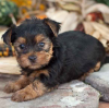 Zusätzliche Fotos: Prächtige Miniatur-Yorkshire-Terrier-Welpen