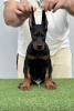 Foto №2 zu Ankündigung № 116129 zu verkaufen dobermann - einkaufen Serbien züchter