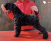 Zusätzliche Fotos: Kerry-Blue-Terrier-Welpen