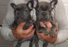 Foto №1. französische bulldogge - zum Verkauf in der Stadt Perth | 379€ | Ankündigung № 80041