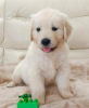 Foto №2 zu Ankündigung № 84753 zu verkaufen golden retriever - einkaufen Estland quotient 	ankündigung