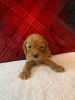 Foto №3. Wunderschöne Cavapoo-Welpen zur kostenlosen Adoption. Deutschland