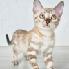 Foto №2 zu Ankündigung № 124232 zu verkaufen bengal katzenrasse - einkaufen Finnland 