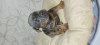 Foto №2 zu Ankündigung № 8961 zu verkaufen französische bulldogge - einkaufen Russische Föderation vom kindergarten