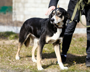 Foto №3. Stattlicher, luxuriöser und prächtiger Hund, der ein Zuhause sucht. Russische Föderation
