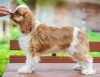 Foto №4. Ich werde verkaufen cavalier king charles spaniel in der Stadt Berlin. quotient 	ankündigung - preis - 900€