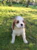 Zusätzliche Fotos: Ideale Cavalier King Charles Spaniel Welpen.