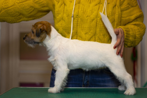 Foto №3. Jack Russell Terrier Welpe. Weißrussland