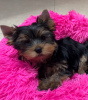 Foto №2 zu Ankündigung № 114074 zu verkaufen yorkshire terrier - einkaufen Lettland 