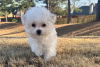 Foto №3. Bichon Frise-Welpen mit herausragenden Persönlichkeiten sind jetzt startklar. USA