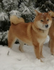 Foto №3. Shiba Inu Welpen aus dem Yukashi Zwinger suchen die besten Besitzer. Russische Föderation