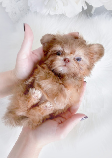 Zusätzliche Fotos: Shih-Tzu wunderbare Puppen 1kg 12 Wochen.