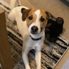 Foto №1. jack russell terrier - zum Verkauf in der Stadt Tallinn | 450€ | Ankündigung № 80546