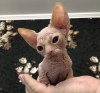 Foto №2 zu Ankündigung № 84372 zu verkaufen sphynx-katze - einkaufen USA quotient 	ankündigung