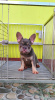 Foto №3. FRANZÖSISCHE BULLDOGGEN-WELPEN ZU VERKAUFEN PHILIPPINEN 09457024296. Die Philippinen