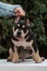 Foto №2 zu Ankündigung № 87116 zu verkaufen american bully - einkaufen Russische Föderation züchter