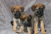 Foto №3. German Shepherd Puppies for adoption. Deutschland