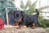 Foto №2 zu Ankündigung № 63822 zu verkaufen yorkshire terrier - einkaufen Deutschland 