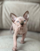 Foto №2 zu Ankündigung № 93317 zu verkaufen sphynx cat - einkaufen USA quotient 	ankündigung