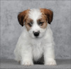 Foto №1. jack russell terrier - zum Verkauf in der Stadt St. Petersburg | 1015€ | Ankündigung № 9564