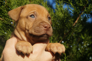 Foto №2 zu Ankündigung № 3879 zu verkaufen american pit bull terrier - einkaufen Ukraine züchter