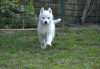 Zusätzliche Fotos: Siberian Husky-Welpen