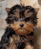 Foto №4. Ich werde verkaufen yorkshire terrier in der Stadt Гамбург. quotient 	ankündigung - preis - 256€