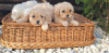 Foto №3. Pudel und Maltipoo-Welpen. Serbien