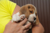 Foto №1. beagle - zum Verkauf in der Stadt Brjansk | verhandelt | Ankündigung № 7724