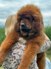 Foto №3. Tibetmastiff-Welpen. Serbien