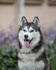 Zusätzliche Fotos: Zu verkaufen Rüde FCI Siberian Husky! 2 Monate