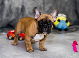 Foto №1. französische bulldogge - zum Verkauf in der Stadt Konotop | Verhandelt | Ankündigung № 3882