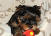 Zusätzliche Fotos: Yorkshire Terrier Welpen zu verkaufen