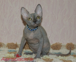 Foto №2 zu Ankündigung № 1474 zu verkaufen sphynx cat - einkaufen Russische Föderation quotient 	ankündigung