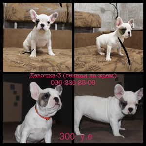 Foto №1. französische bulldogge - zum Verkauf in der Stadt Zaporizhia | 252€ | Ankündigung № 3551