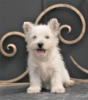 Zusätzliche Fotos: West Highland White Terrier Welpe weiblich