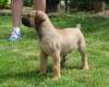 Foto №1. boerboel - zum Verkauf in der Stadt Belgrad | verhandelt | Ankündigung № 105130