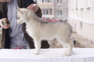 Foto №3. Zum Verkauf angeboten werden reinrassige Siberian Huskies.. Russische Föderation