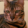 Zusätzliche Fotos: Bengal Katze erwachsen