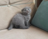 Foto №3. Doppelt geimpfte, tierärztlich untersuchte Scottish-Fold-Kätzchen. Tschechische Republik