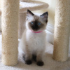 Foto №1. ragdoll-katze - zum Verkauf in der Stadt Бернау | 400€ | Ankündigung № 96937