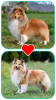 Foto №2 zu Ankündigung № 122734 zu verkaufen shetland sheepdog - einkaufen Litauen züchter