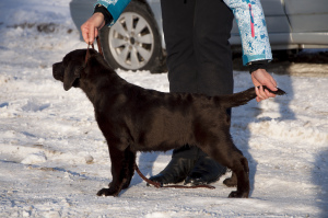 Foto №2 zu Ankündigung № 5042 zu verkaufen labrador retriever - einkaufen Russische Föderation züchter