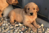 Foto №3. Golden Retrievers Puppies for sale. Deutschland