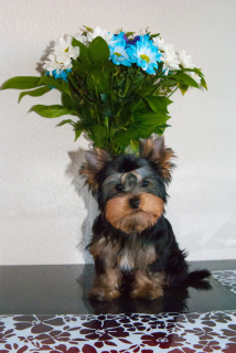 Foto №4. Ich werde verkaufen yorkshire terrier in der Stadt St. Petersburg. züchter - preis - 224€