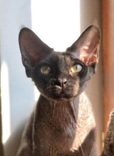 Foto №1. devon rex - zum Verkauf in der Stadt Kharkov | 350€ | Ankündigung № 5718