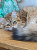 Foto №3. Sibirische Katze. Russische Föderation