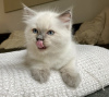 Foto №1. ragdoll-katze - zum Verkauf in der Stadt Texas City | 284€ | Ankündigung № 105638