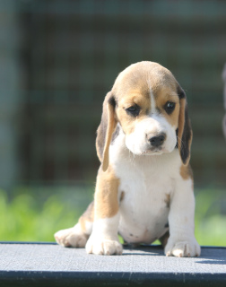 Foto №4. Ich werde verkaufen beagle in der Stadt Minsk. vom kindergarten - preis - 506€