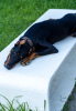 Foto №3. Dobermann-Welpe. Georgien